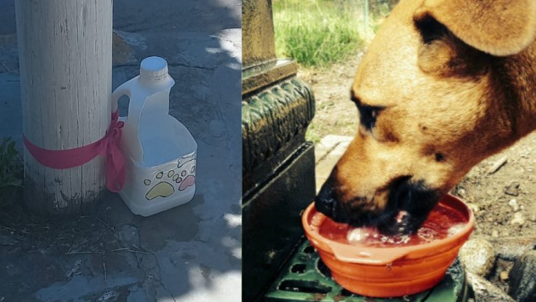 Colocan tarros de agua para los animales que están en la calle
