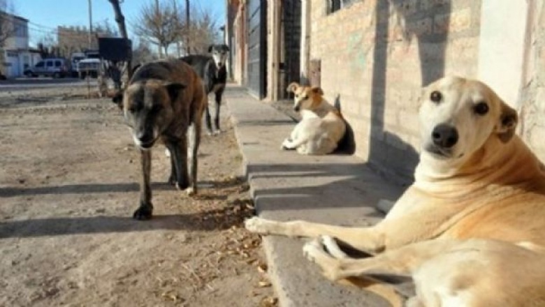 Comenzarán tareas de identificación de perros “callejeros”