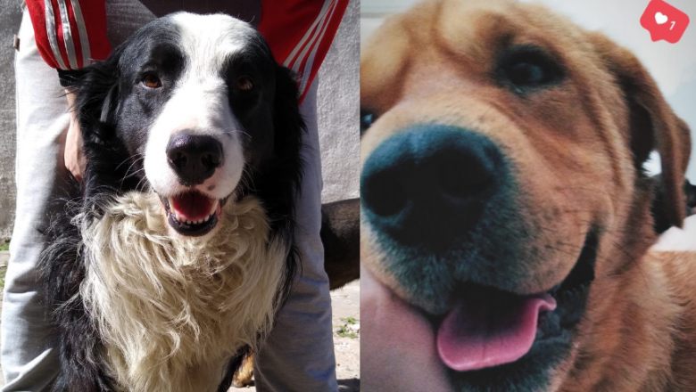 Alerta vecinos del Barrio 12 de octubre: Volvió el envenenador de animales