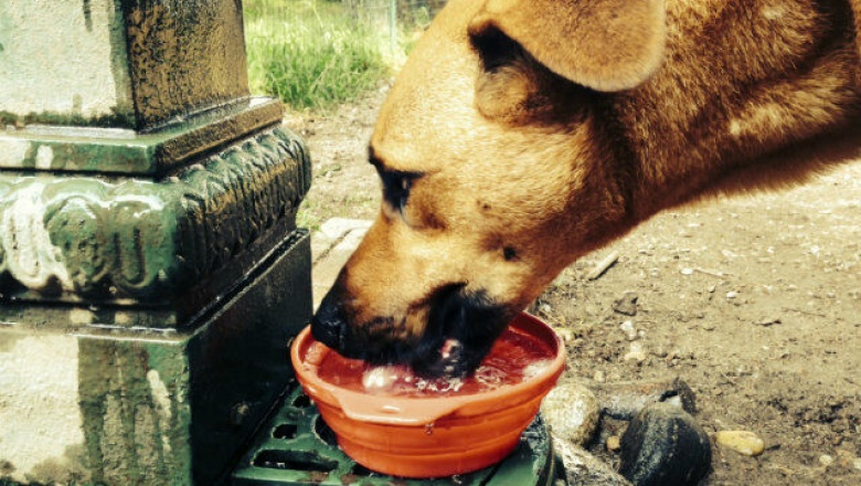 "Un tarro de agua para los animales que están en la calle"