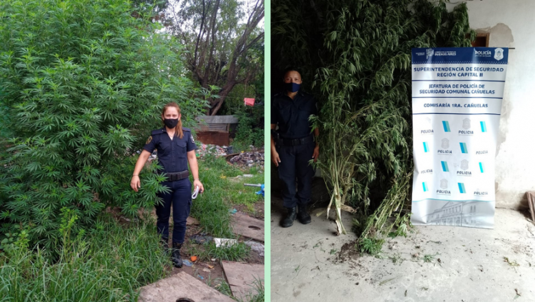 Secuestran 18 kilos de plantas de marihuana durante un allanamiento