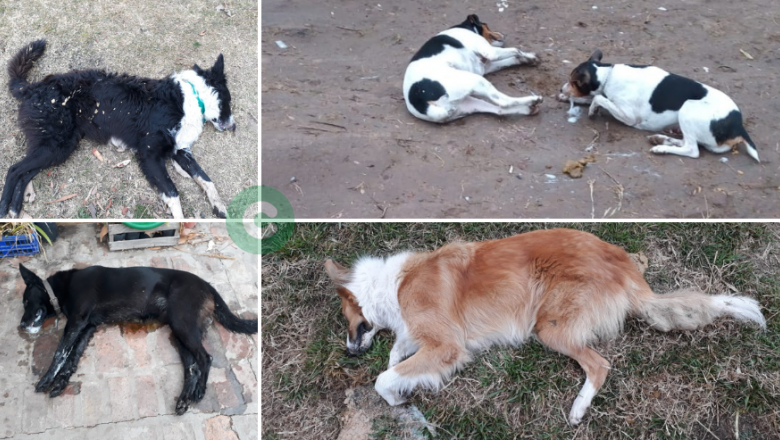 IMÁGENES SENSIBLES: Perros envenenados en Vicente Casares
