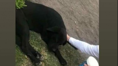 Maltrato animal: Pincharon los ojos de un perro durante los festejos en la Plaza Belgrano