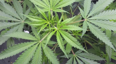 Se robaba plantas de Cannabis en una bicicleta y fue capturado 