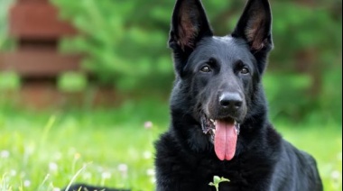 Quiso entrar a robar y el perro le mordió el trasero