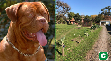 La salvó el perro: Llamó a la Policía más de 40 veces y nunca fueron