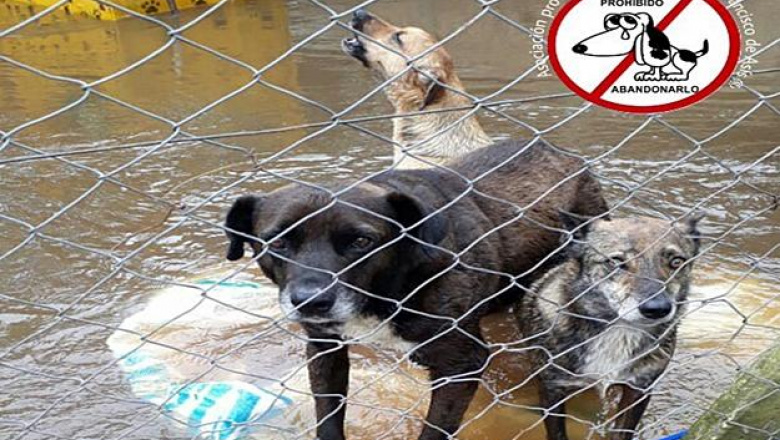 Otra vez el Refugio de animales quedó bajo el agua