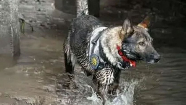 Murió Alcón, el perro que ayudó a resolver emblemáticos casos policiales