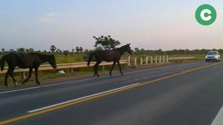 Animales sueltos en las rutas: recomendaciones para evitar siniestros viales