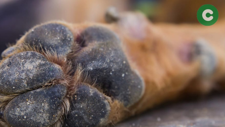 HORROR EN MAXIMO PAZ: MATÓ A SU PERRO Y FUE DETENIDO
