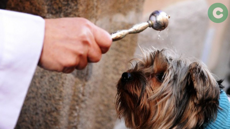Este sábado podés llevar tu mascota a la Iglesia