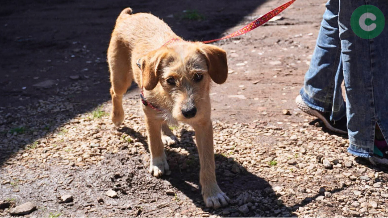 Nueva jornada de castración y vacunación antirrábica gratuita