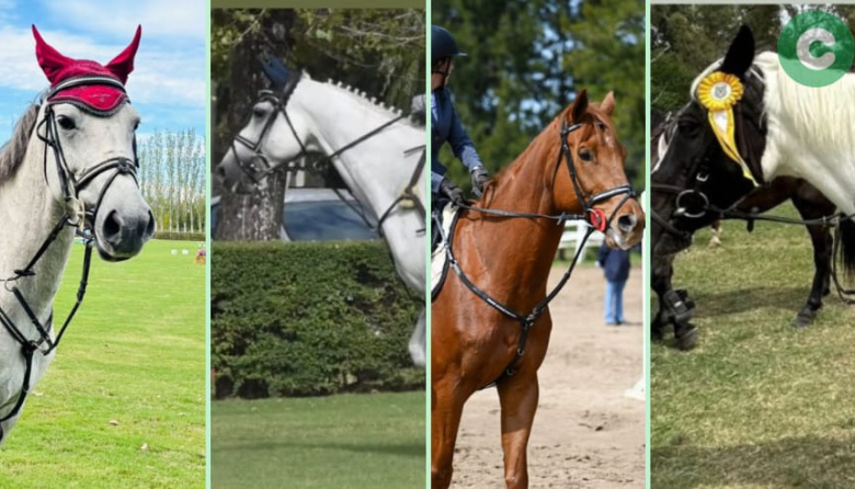 Roban caballos del Club Hípico de La Martona