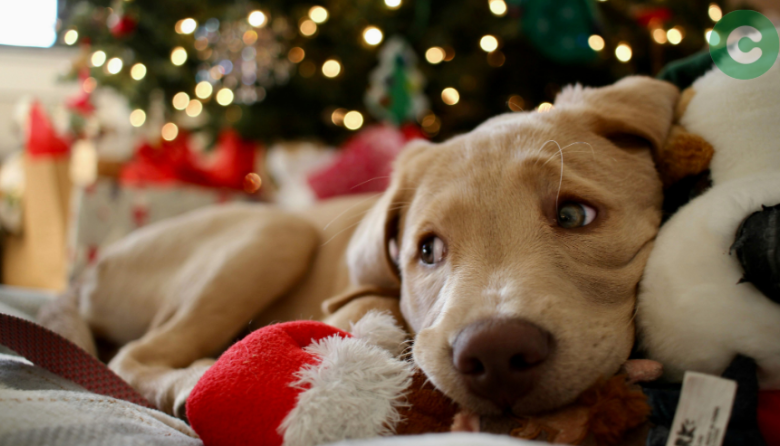 Celebremos con responsabilidad