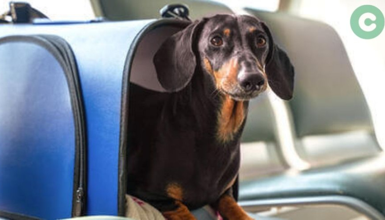 Autorizan el viaje con mascotas en trenes y micros de larga distancia