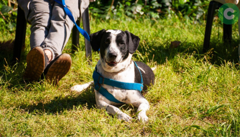 Nueva jornada de castraciones