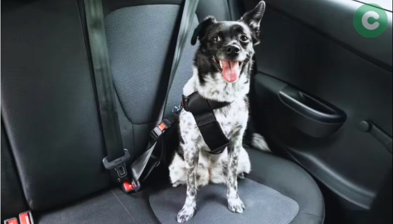 ¿Cómo llevar mascotas en el auto?