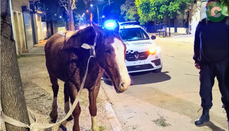 A caballo y en contramano