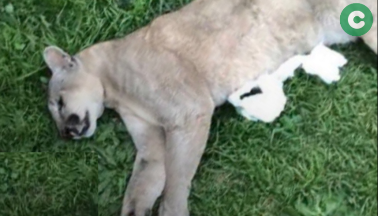 Apareció muerto un puma a un costado de la Autopista