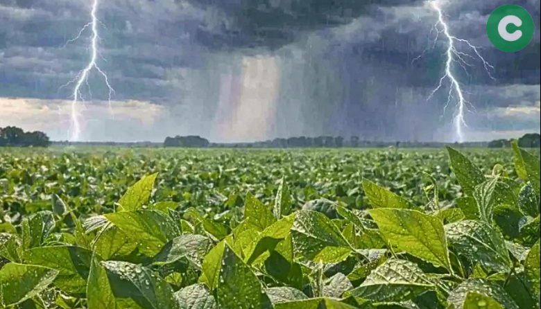 El fenómeno de El Niño y las recomendaciones de la Sociedad Rural de Cañuelas