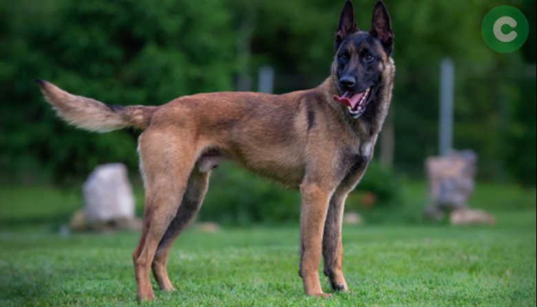 Una mujer fue atacada por tres perros de su vecino