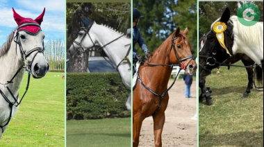 Roban caballos del Club Hípico de La Martona