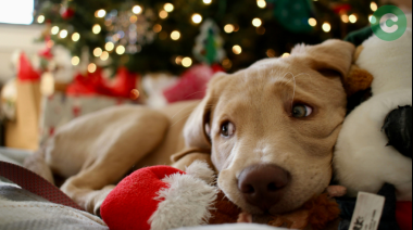 Celebremos con responsabilidad