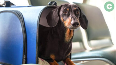 Autorizan el viaje con mascotas en trenes y micros de larga distancia