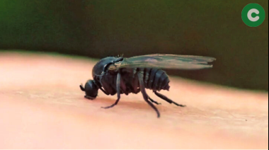 Alerta por el Bariguí: “la mosca que muerde”