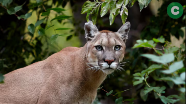 Alerta por un Puma suelto en la zona de La Martona