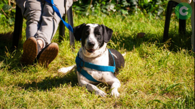 Nueva jornada de castraciones