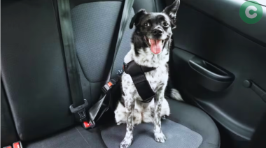 ¿Cómo llevar mascotas en el auto?