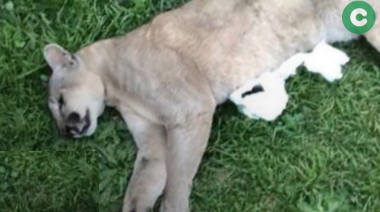 Apareció muerto un puma a un costado de la Autopista