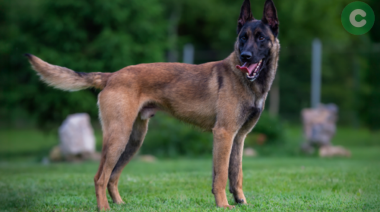 Una mujer fue atacada por tres perros de su vecino