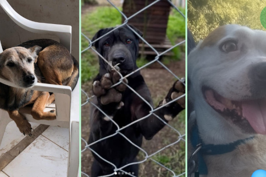 ¡Adoptá un perro adulto!