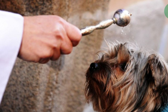 Este sábado podés llevar tu mascota a la Iglesia