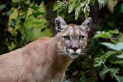 Alerta por un Puma suelto en la zona de La Martona