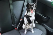 ¿Cómo llevar mascotas en el auto?