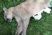 Apareció muerto un puma a un costado de la Autopista