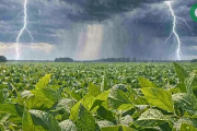 El fenómeno de El Niño y las recomendaciones de la Sociedad Rural de Cañuelas