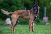 Una mujer fue atacada por tres perros de su vecino